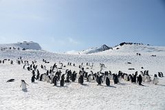 11C Penguins On The Ridges Of Aitcho Barrientos Island In South Shetland Islands On Quark Expeditions Antarctica Cruise.jpg